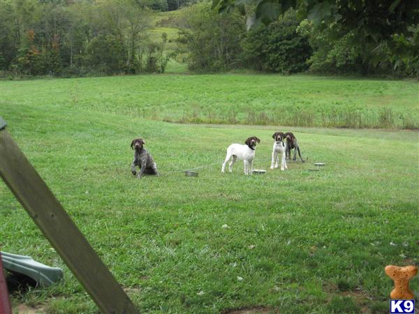 German Shorthaired Pointer Puppies